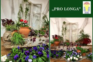 Lopšelio-darželio „Gintarėlis“ augalų kompozicija „Pro longa“ – konkurso „Mano žalioji palangė 2023“ laureatė
